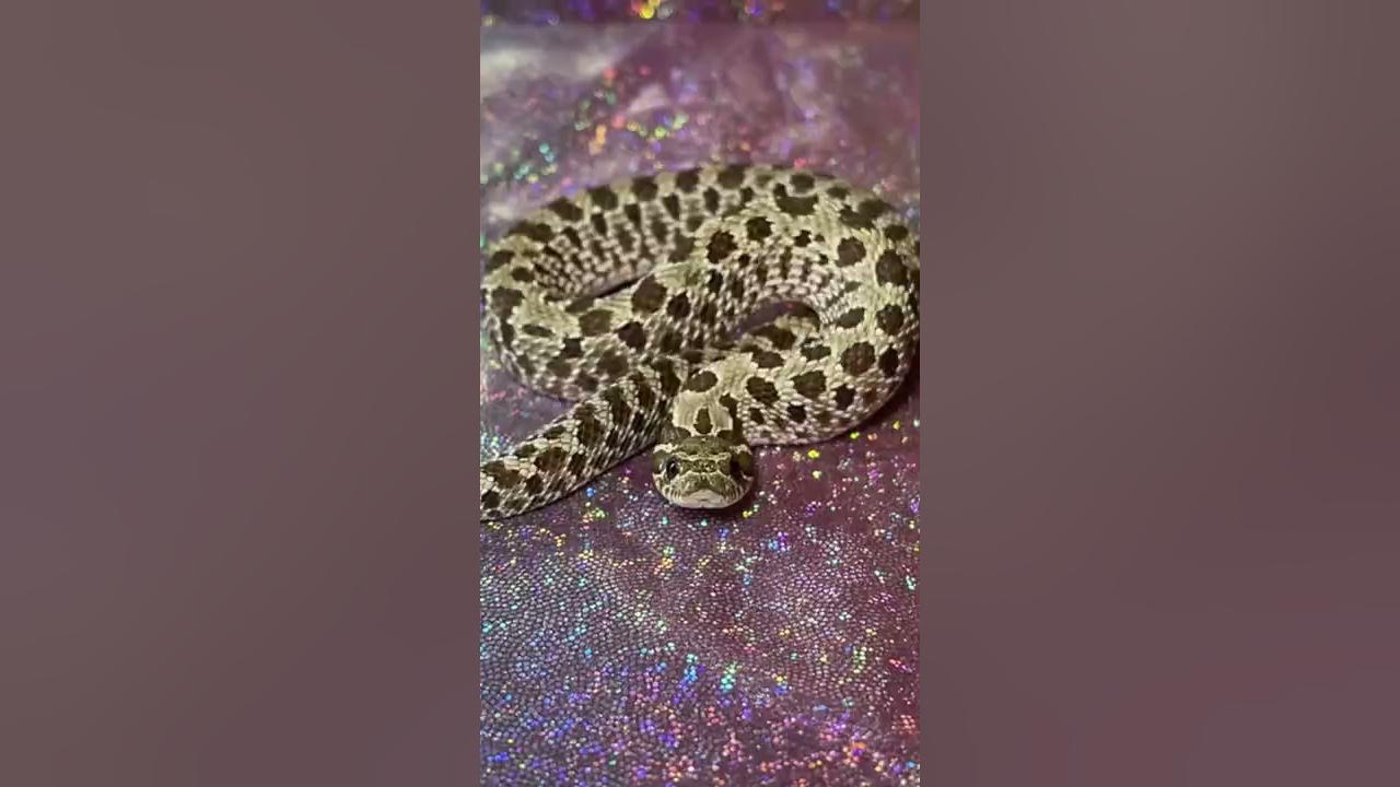 SNAKES THAT SING