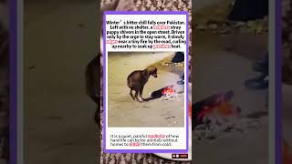 Heart‑Breaking Sight: Lonely Stray Dog Seeks Warmth From Roadside Fire#animals