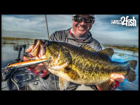 Spring Bass Fishing with Topwater Baits (Prop)