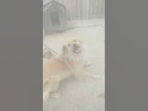 пес - YouTube