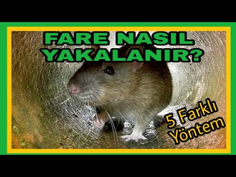 Evde Fare Nasıl Yakalanır