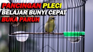 PANCINGAN PLECI BELAJAR BUNYI AGAR CEPAT BUKA PARUH , DIJAMIN EFEKTIF