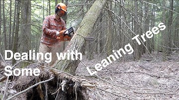 Dealing with Some Leaning Trees