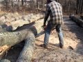 Bucking Logs