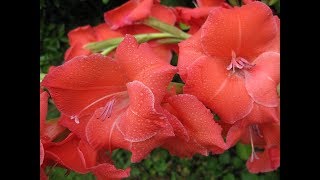 How to Plant Gladiolus Flowers For Ornamental Plants Easily and Easily