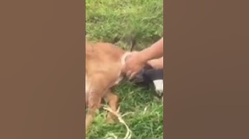 Mother goat giving birth