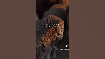 تلاوة خاشعة للقارئ ياسر الدوسري من سورة الحج حالات واتس