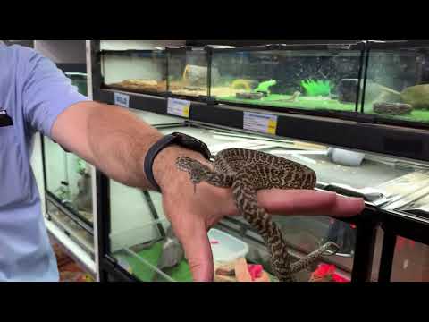 Carpet Python For Sale | Snake Enclosures