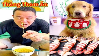 Thú Cưng TV | Tứ Mao Đại Náo #75 | Chó Golden Gâu Đần thông minh vui nhộn | Pets cute smart dog