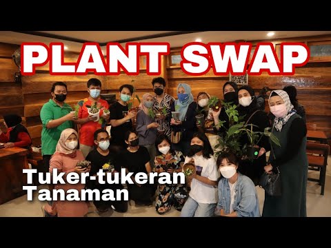 Video: Abutilon Dari Biji Di Rumah (23 Foto): Budidaya Hibrida 