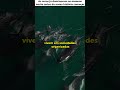 O predador dos oceanos existe há milhões de anos 🐋🔥 #shorts #shortsvirais #curiosidades #viral