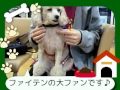 犬のタンタン_水晶を...