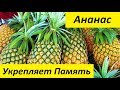 Ананас - Полезные Свойства Свежего Ананаса и Противопоказания