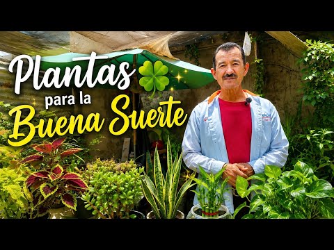 MEDICINAL PLANTS That Decorate Your Home