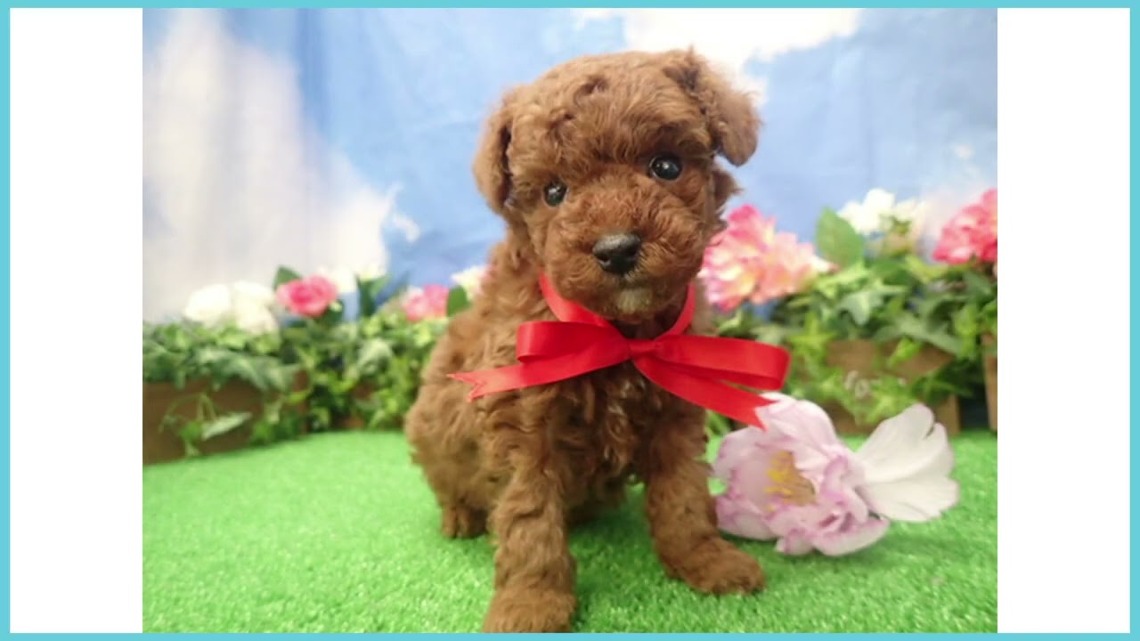 Coo&RIKU No.00745759 T・プードル - YouTube