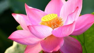 New Punjabi Songs 2018 | Lassi Aala Dolu (Full Video) Abbi Fatehgarhia | Latest Punjabi Song 2018