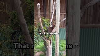 Daily Routine Of A Koala