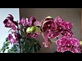 ДИКИЙ КОТ Фаленопсис Phal. Wild Cat Три примера цветения за 15 мин. +  рассказ об особенностях сорта