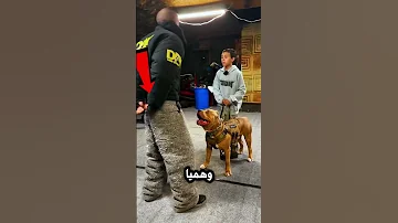 أفضل مدرب بيتبول 