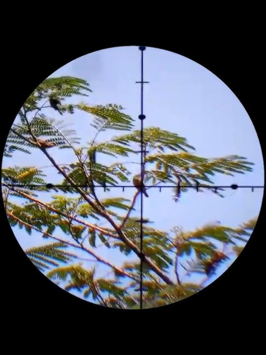 BERBURU BURUNG HUTAN #menembak #tembak #berburu #senapanangin #burung #paser #mimis #babihutan