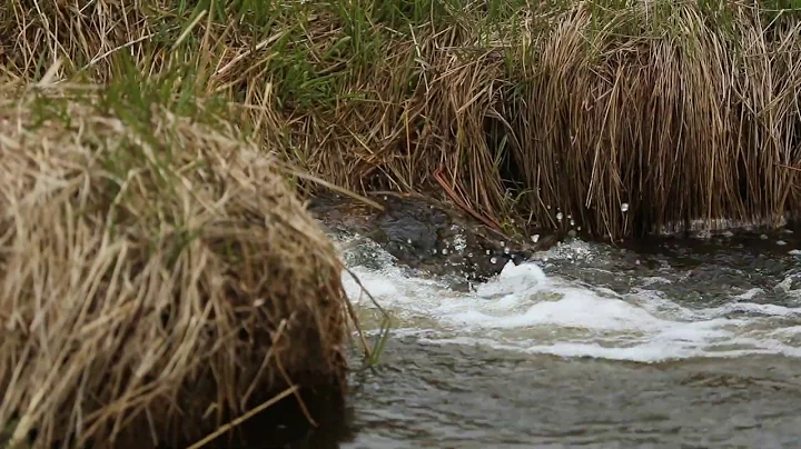 Our Amazing Water Quality ~ Jared Questad, Baltic,...