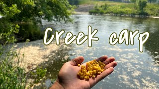 Creek Carp Fishing with Corn! (Sight fishing!)