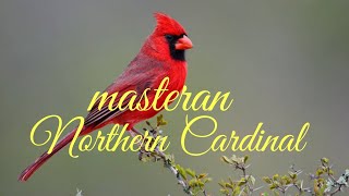 MASTERAN MEWAH BURUNG KARDINAL MERAH | NORTHERN CARDINAL BIRD SONG
