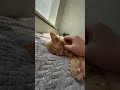 Fanta cat cute in her sleep #cat #cutecat #sleepingcat #tiredcat #orangecat #suncats #kitten