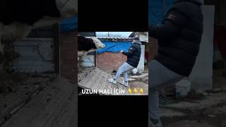 Si̇mental Dana Kamyonetten İnmek İstemi̇yor