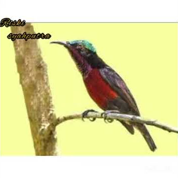 Suara pikat burung kolibri 'ampuh'
