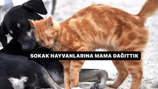 SOKAK HAYVANLARINA MAMA DAĞITTIK !!! (SEVGİ İÇERİR)