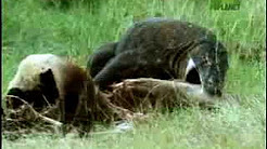Fooled by Nature - Komodo Dragon Teeth