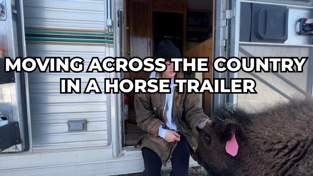 moving across the country with 3 horses, a bison, a dog, and a cat as a solo woman