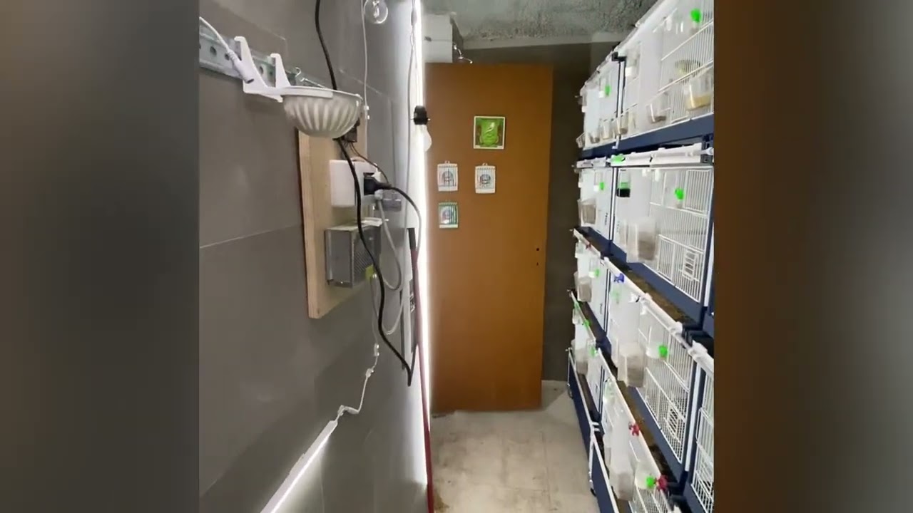 Canarini e fotoperiodo per chi alleva all’interno !!