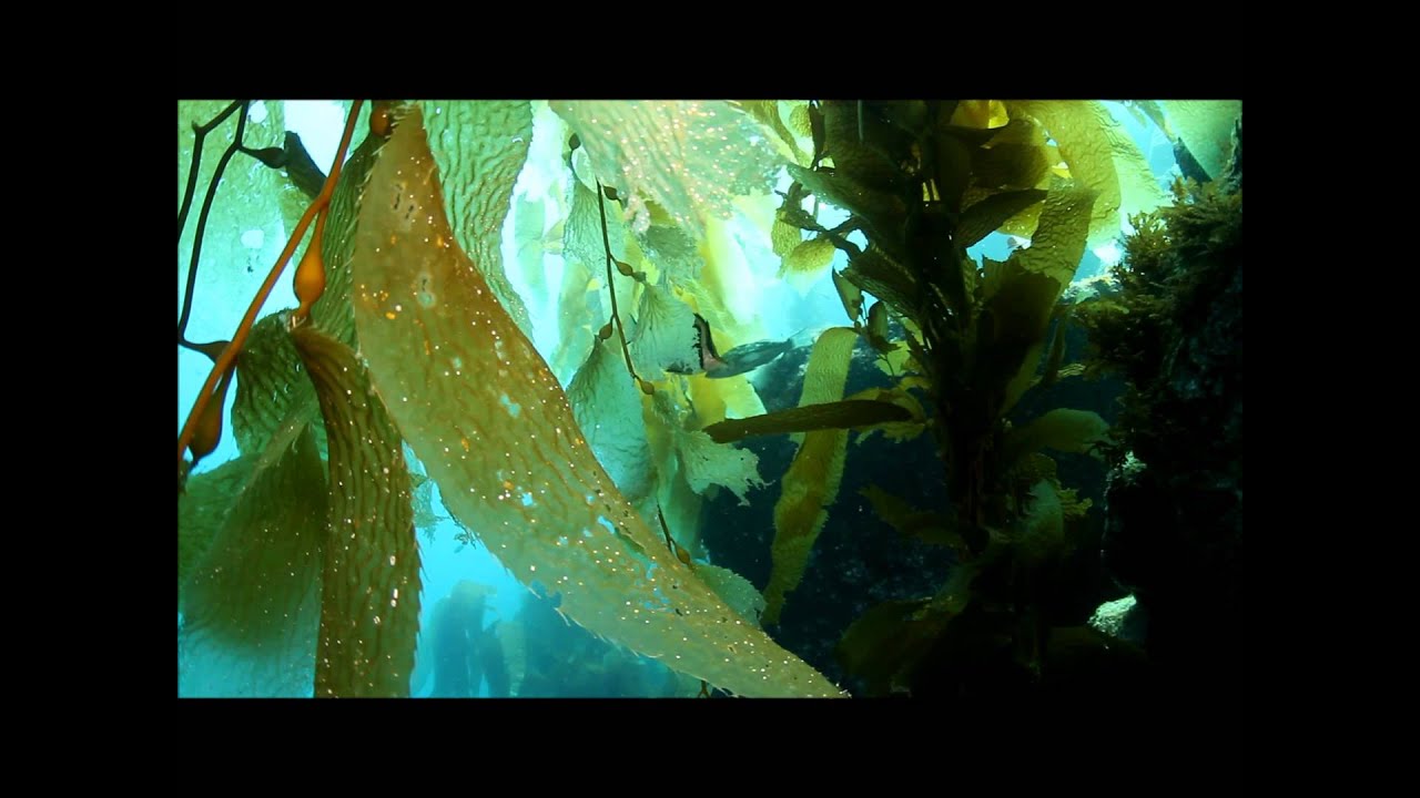 Scythe Butterfly Fish finding a snack - YouTube