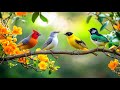 Workday Oasis: Birdsong 🕊️🕊️🕊️ &amp; Piano for Instant Calm