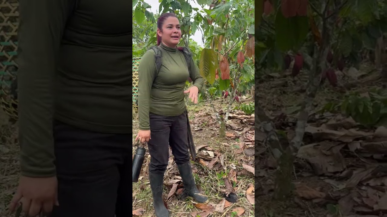 Cosechando yuca en el campo 