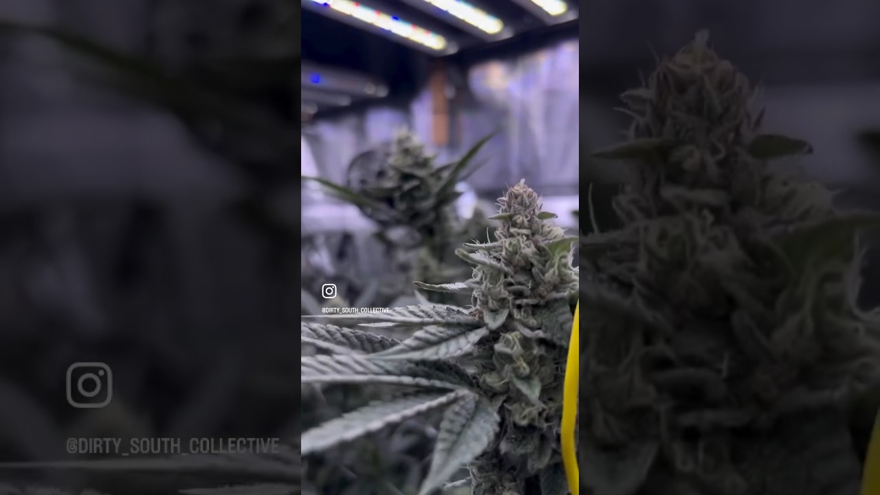 The Slim 750s NextGen growing super high quality buds