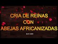 CRIA DE REINAS CON ABEJAS AFRICANIZADAS EN AGROINDUSTRIA LA MIEL 1a parte (TRASLARVE Y ALIMENTACIÓN)