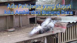 Induk Merpati sedang Memberi Makan anaknya.