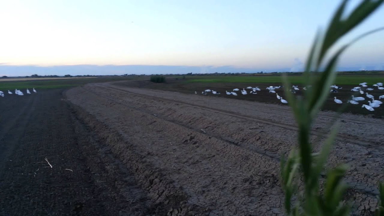 Wister Snow Geese Decoy Spread YouTube wister-snow-geese-decoy-spread-youtube