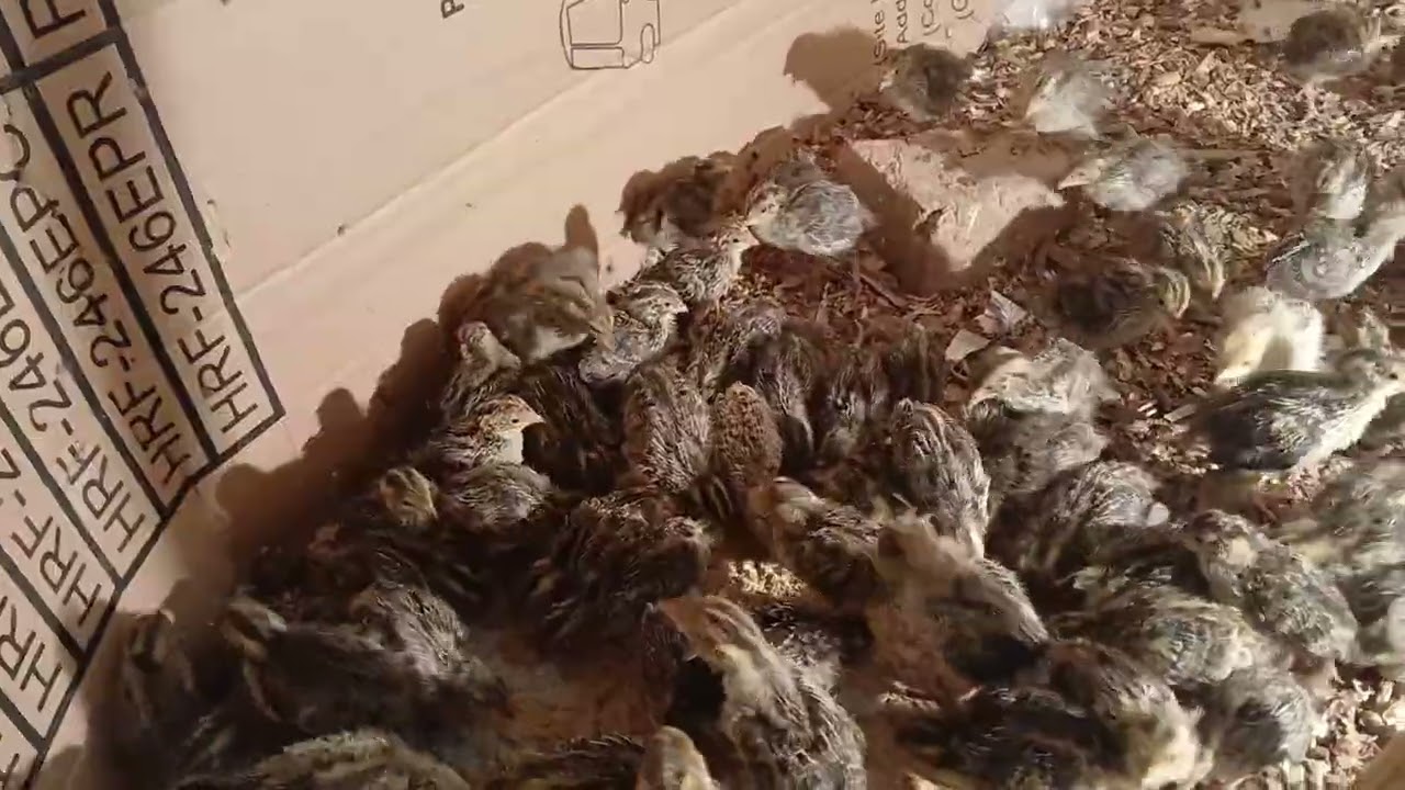 200 batair ktni feed dialy khy ga