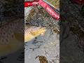 Fat Brown Trout from the lake #fishing #fishingireland #troutfishing #fish #fishingvideo