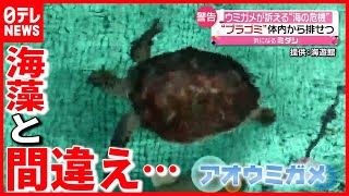 体内から大量のプラゴミが…  アオウミガメが知らせる海の危機【動物】（2021年7月20日放送「news every.」より）