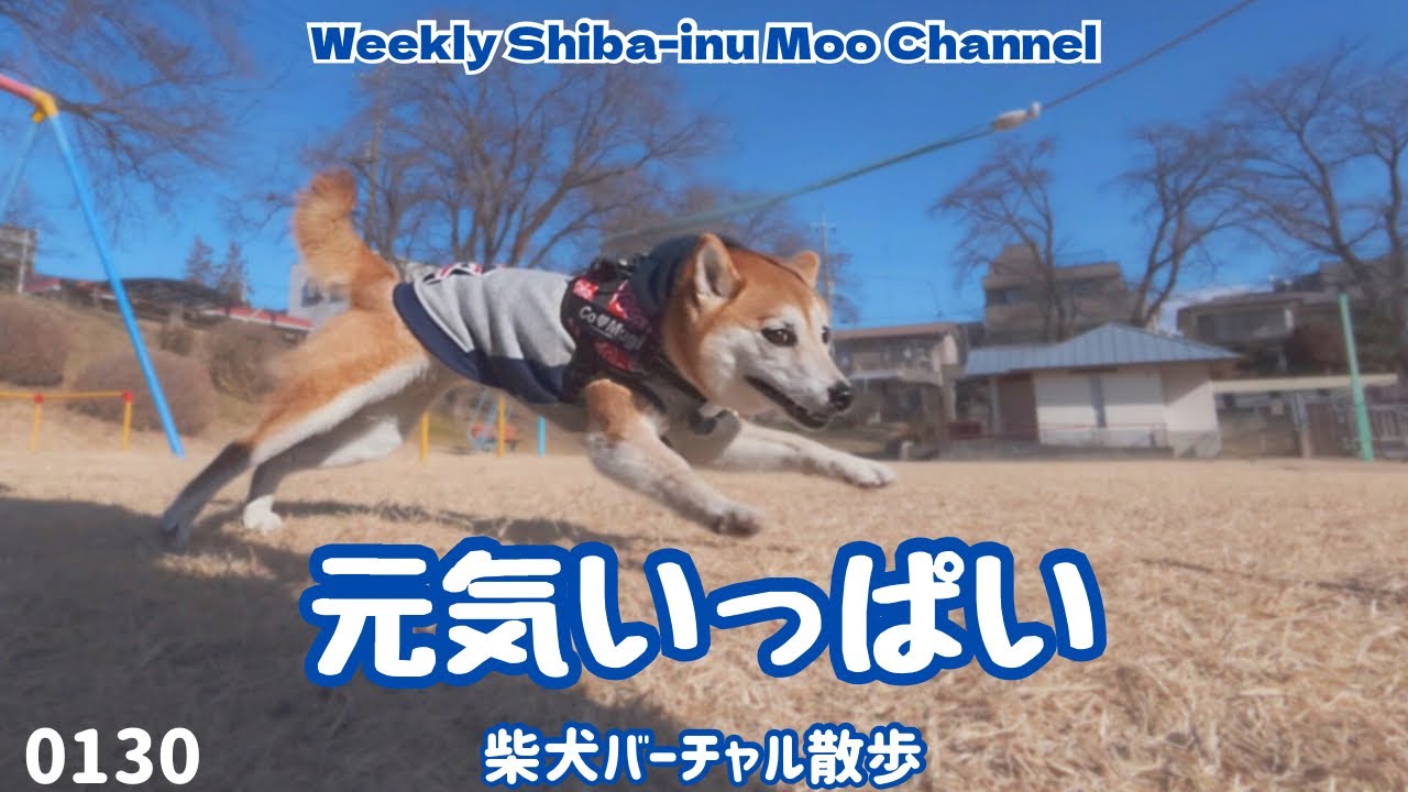 【柴犬】元気いっぱい #休日086