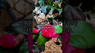 송림공원 영상