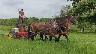 Mowing hay with a Horse Drawn Sickle Bar Mower