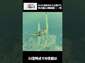 ゼロと積乱雲からは逃げろ　零式艦上戦闘機二一型とは？【Warthunder解説】#ウォーサンダー　#warthunder #太平洋戦争　#ゼロ戦