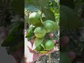 El fertilizante asiático que hace crecer tus huertos frutales #fertilizante #plantas