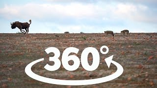 Baby Cheetah chases Wildebeest on South African Safari - 360 Video
